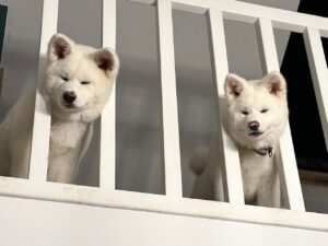 Hajimari Puppies suchen ein Zuhause